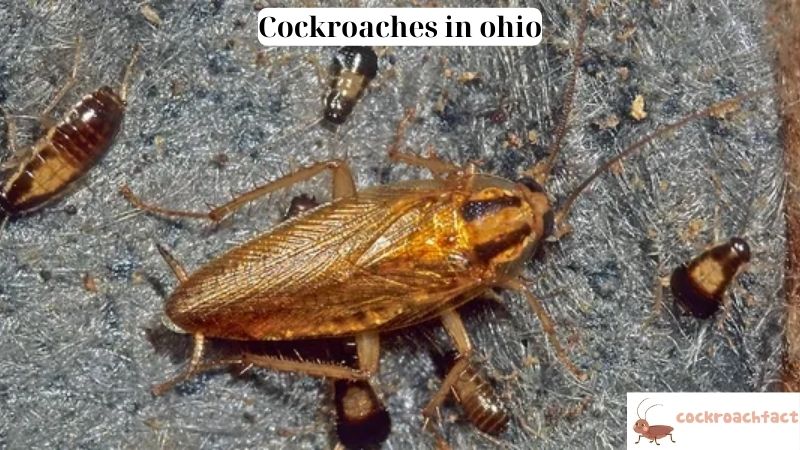 Cockroaches in ohio