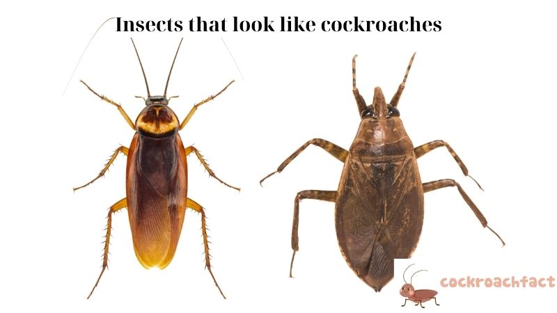 Insects that look like cockroaches