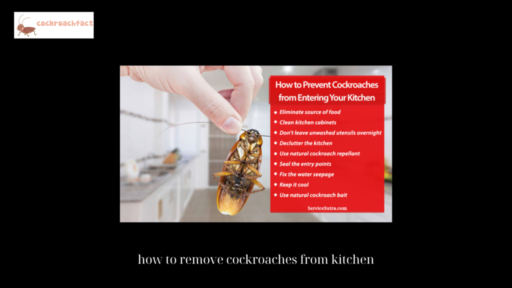 how to remove cockroaches from kitchen