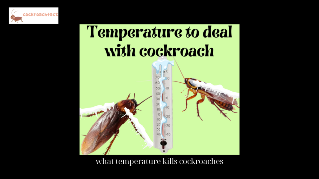 what temperature kills cockroaches