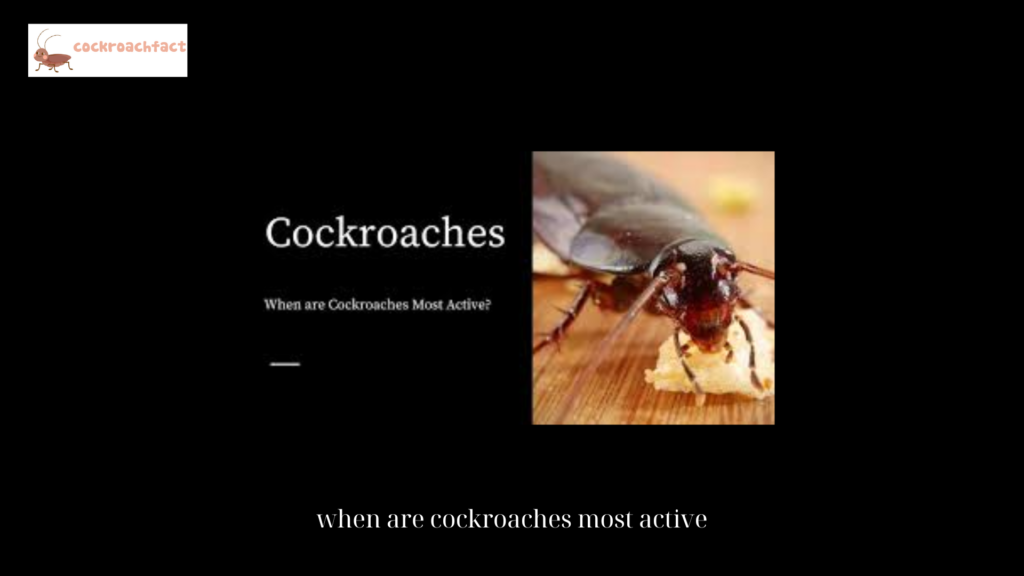 when are cockroaches most active