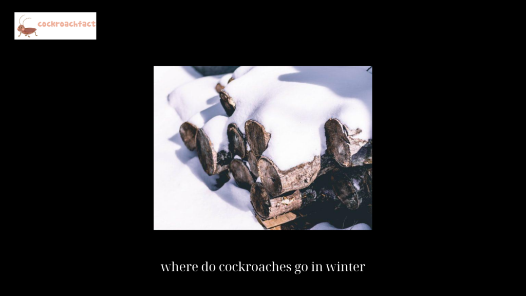 where do cockroaches go in winter