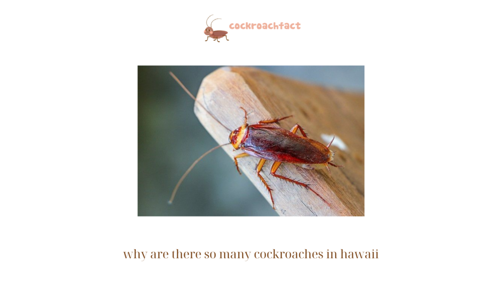 why are there so many cockroaches in hawaii